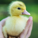 Illustration for article titled British teen incubates supermarket egg, hatches a ducklingem/em